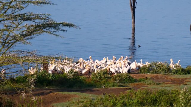 Numerous great white pelicans flocking together on the grassy bank of a calm blue lake. Birds grooming their feathers and socializing in their natural african wildlife habitat during a sunny day