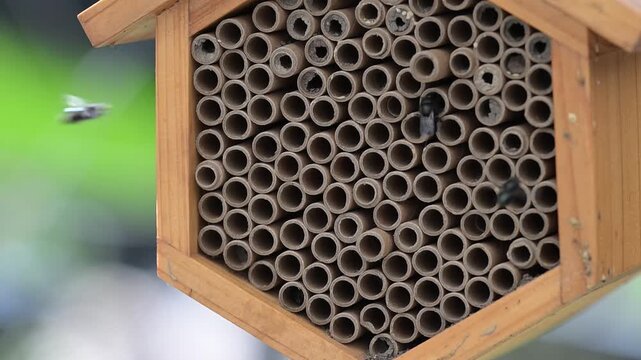Close up of Mason Bee Nesting House Being Visited by Bees