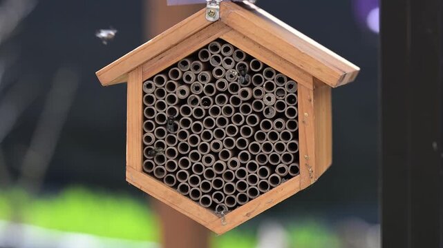 Close up of Mason Bee Nesting House Being Visited by Bees