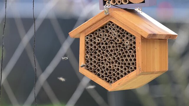 Close up of Mason Bee Nesting House Being Visited by Bees