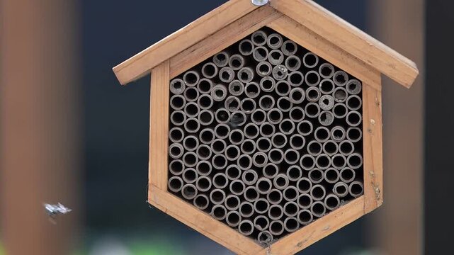 Close up of Mason Bee Nesting House Being Visited by Bees