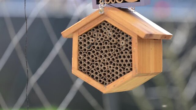 Close up of Mason Bee Nesting House Being Visited by Bees