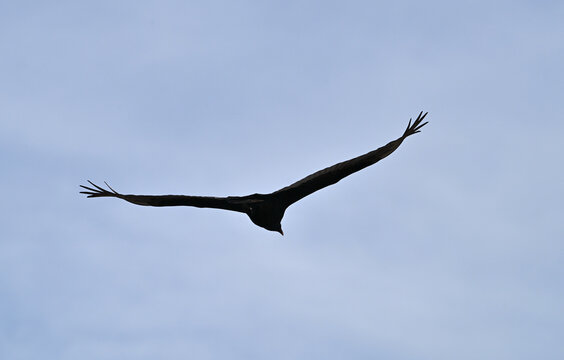 Flying Turkey Vulture