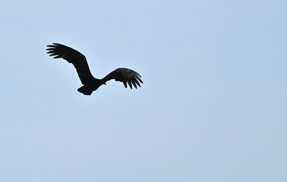 Flying Turkey Vulture