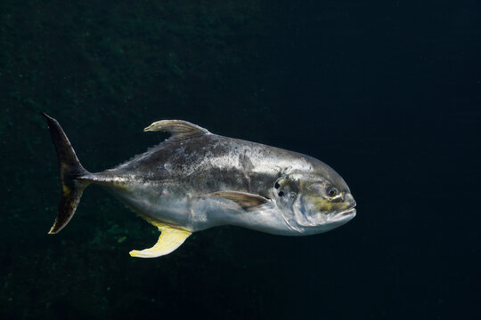 Crevalle jack (Caranx hippos)