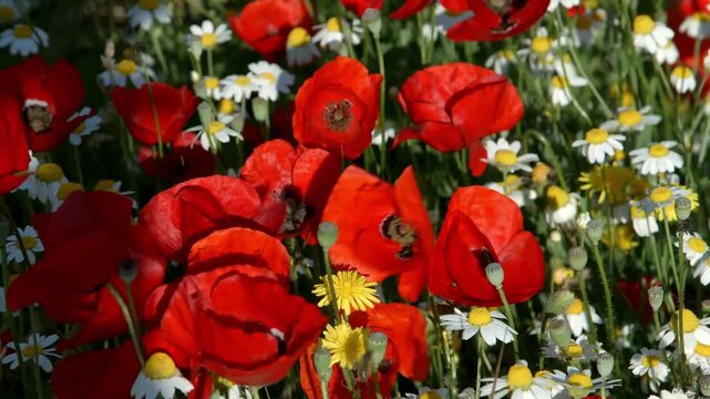 Close-up footage of a beautiful, vibrant field filled with bright red corn poppies (Papaver rhoeas) and small white daisies (Bellis perennis or Leucanthemum vulgare). The flowers are gently swaying in