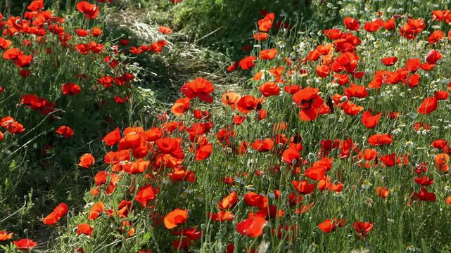 A high-definition (HD or 4K) footage of a vast field of vibrant red corn poppies (Papaver rhoeas) blooming in lush green grass under the bright sunlight. The gentle breeze sways the delicate petals, c