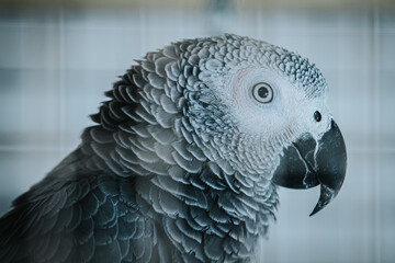 Fototapeta premium African grey parrot with detailed feathers and striking facial features, captured in profile against a blurred background of a cage