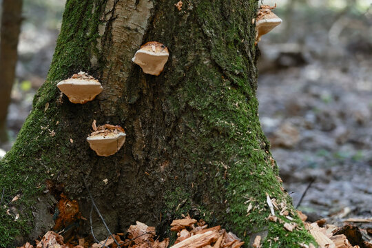 Bracket mushrooms growing on a mossy tree trunk