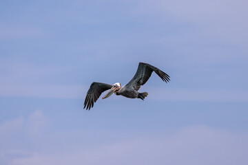 Fototapeta premium Brown pelican soaring with wings spread against a clear blue sky