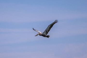 Obraz premium Brown pelican soaring with wings spread against a clear blue sky