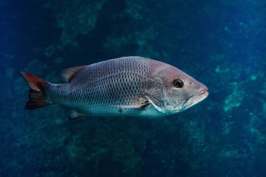 Mangrove red snapper (Lutjanus argentimaculatus)