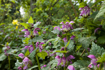 Obraz premium Gefleckte Taubnessel (Lamium maculatum)