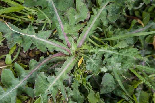 Gem&uuml;se-G&auml;nsedistel (Sonchus oleraceus)