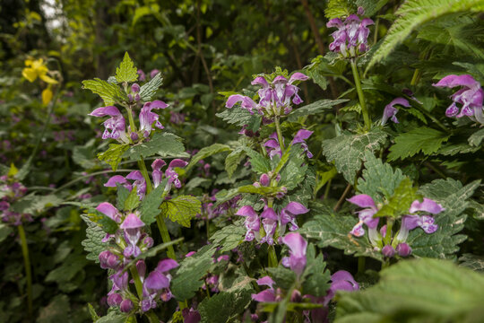 Gefleckte Taubnessel (Lamium maculatum)