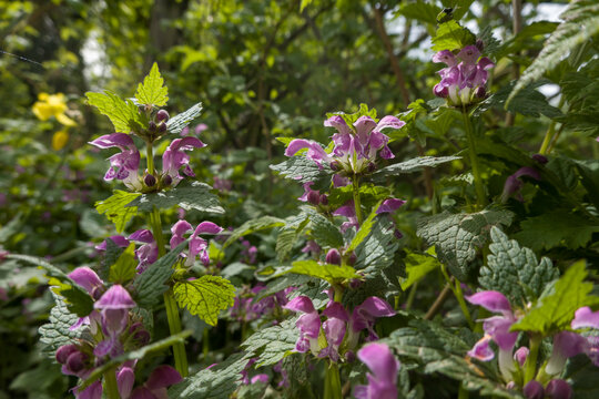 Gefleckte Taubnessel (Lamium maculatum)