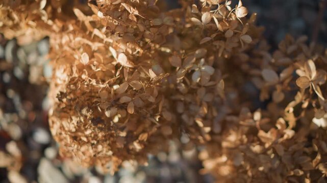 Dried hydrangea cluster on pebbles, intimate topdown macro revealing brown petals, crisp sunlight and shadow, gardeners keepsake in home garden, contemplative botanical study mood.