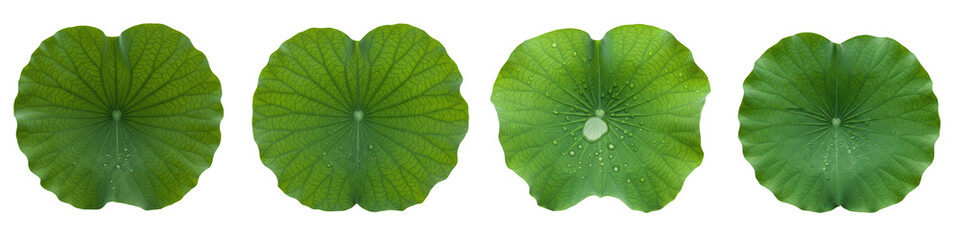 Fototapeta premium Set of green lotus leaves with natural vein patterns isolated on white background, collection of fresh round water lily leaves for botanical design, aquatic plant elements, and nature decor