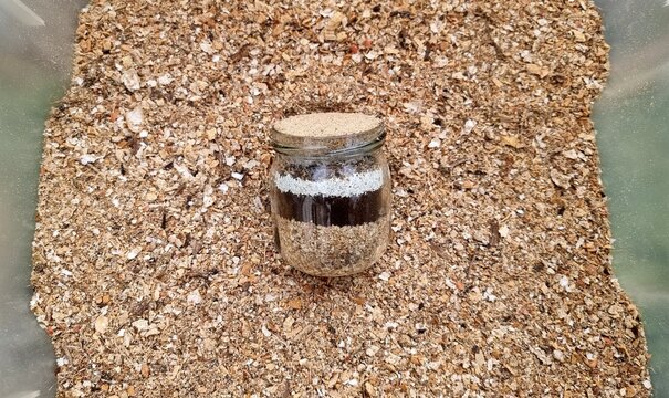 organic fertiliser made from eggshells, coffee grounds, nut shells, banana skins and beard trimmings