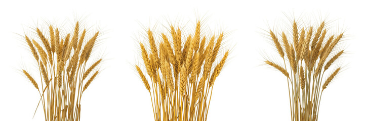 Fototapeta premium Golden Wheat Stalks and Cereal Grain Ears Set Isolated on White Background, Realistic Triticum aestivum Plant Collection for Bakery and Harvest Design, 3D Rendering Agriculture Elements