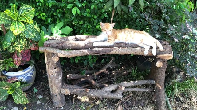 A ginger cat rests peacefully on a rustic wooden bench surrounded by lush green foliage and plants in a garden setting.