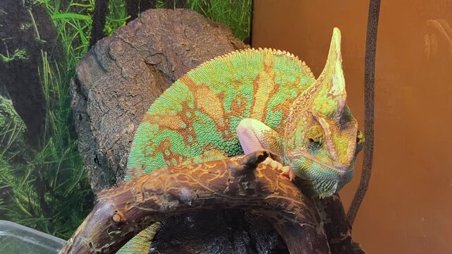 A patterned green chameleon resting in terrarium. Concept of exotic animals and pet care. Close-up chameleon with detailed skin texture. Pet chameleon in terrarium.