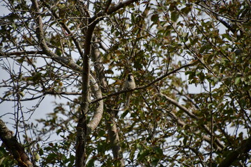 Fototapeta premium Trees