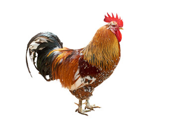 Domestic Rooster isolated (Gallus gallus domesticus), Swedish flower cock © Adrian 