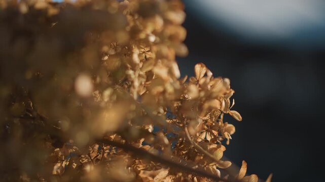 Dusk illuminated flower closeup. Cinematic macro shot of backlit hydrangea blossoms at sunset. Intimate botanical portrait of luminous hydrangea petals illuminated during evening twilight