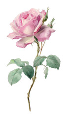 Obraz premium PNG Delicate pink rose illustration
