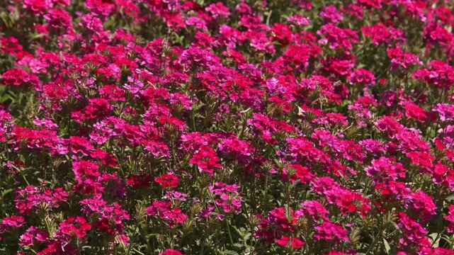A beautiful, wide shot of a field filled with bright, hot pink Verbena (likely Verbena hybrida or a similar species) flowers in full bloom on a sunny day. The dense carpet of magenta and fuchsia bloss