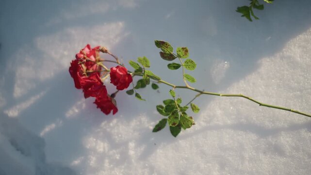 Wilted red rose lying on snow evening light casts long shadows across crystalline surface thin stem and mottled leaves hint at seasonal decay melancholic mood evokes longing and solitude in outdoor