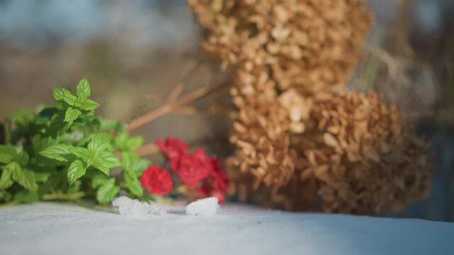 Green herb and red petals on snow beside dried hydrangea closeup macro of herb cluster catching sunlight, shallow focus, hints of thaw and seasonal contrast, backyard garden atmosphere for home cook