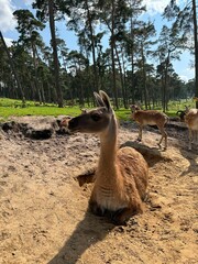  Llama Standing in Sandy Enclosure Close-Up © Jelizaveta