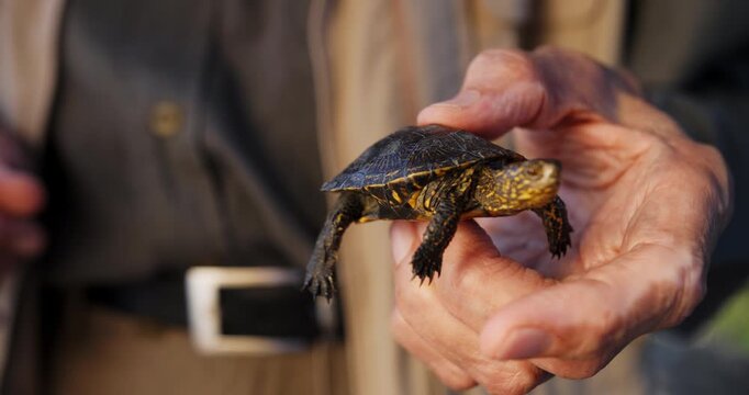 Young turtle being petted by an older man