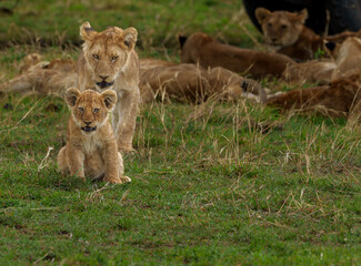 Obraz premium A lion cub (Panthera leo) in sharp focus with mother lioness and pride lazing in background