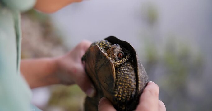 Child holding a small turtle