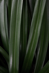 Fototapeta premium Vertical tropical leaf texture green plant lines natural botanical background minimal abstract pattern copy space