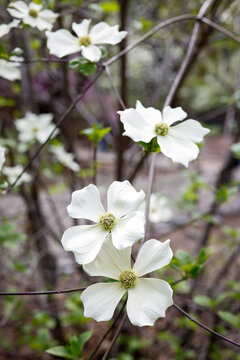 Detail of dogwood tree flowers