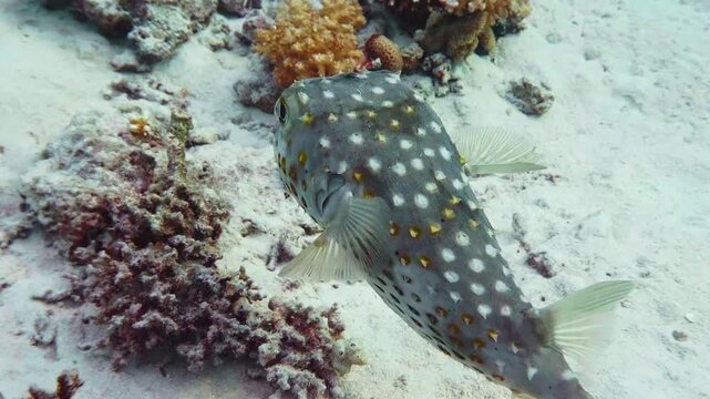 A close up underwater shot captures a vibrant Spotbase Burrfish Cyclichthys spilostylus, also known as Yellow-spotted Burrfish or Long spine Porcupinefish, gracefully swimming over a colorful coral re