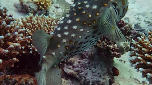 A close up shot of a fascinating white spotted pufferfish Arothron hispidus or similar species gracefully swimming amidst vibrant coral formations on a healthy underwater reef.