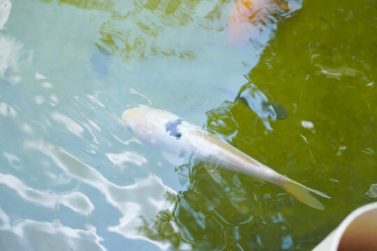 Large white koi fish swimming in a green pond. Ideal for nature blogs, aquatic catalogs, fish farm advertisements, and waterthemed designs.