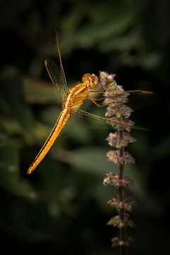 Female Scarlet Percher Dragonfly or Diplacodes haematodes