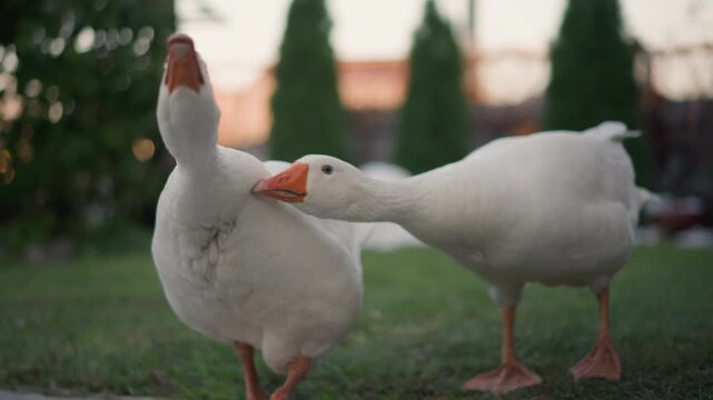 Closeup geese in home garden grass, two domestic birds nuzzle and peck near camera in soft afternoon light, detailed feathers and lively personalities create whimsical intimate backyard moment.