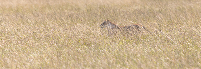 Lion in the Grass © George Erwin Turner