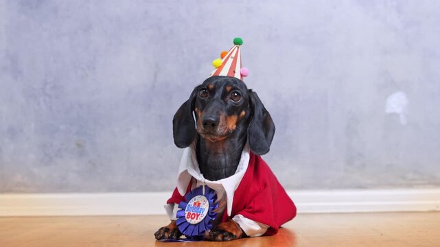 A dachshund dog in a red sweater and white shirt sits on a wooden floor wearing a striped party hat and Birthday Boy rosette badge, pet birthday portrait.