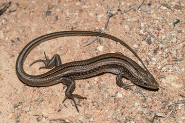 Obraz premium Australian Eastern Striped Skink on stony habitat