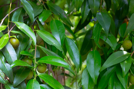 Diospyros gracilis fruits on a branch.