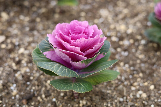 Beautiful ornamental cabbages in a garden.