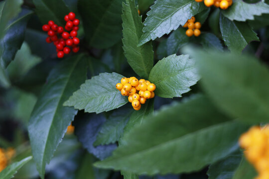 Japanese Sarcandra berries ripening in winter forest